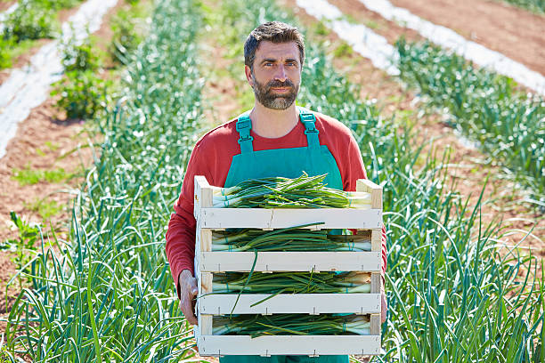 istock Farmer man harvesting onions in Mediterranean 497788422