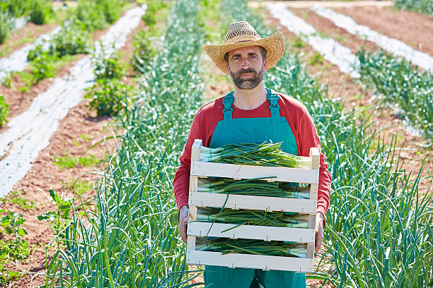 istock Farmer man harvesting onions in Mediterranean 497788494