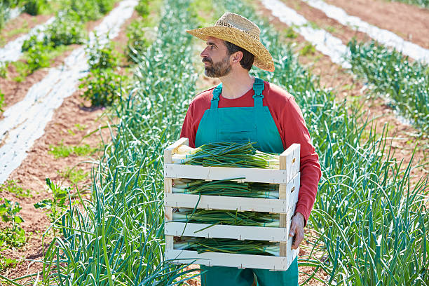 istock Farmer man harvesting onions in Mediterranean 497788676