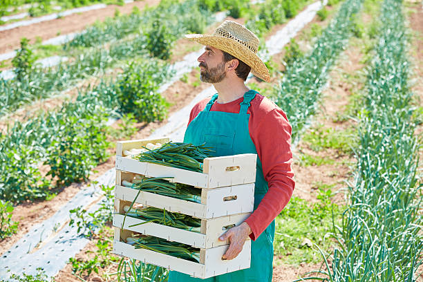 istock Farmer man harvesting onions in Mediterranean 497788738