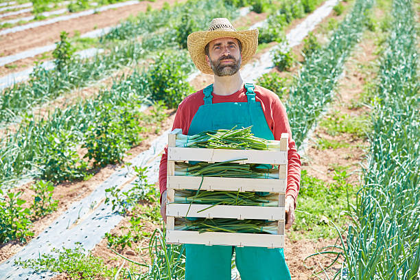 istock Farmer man harvesting onions in Mediterranean 497788810