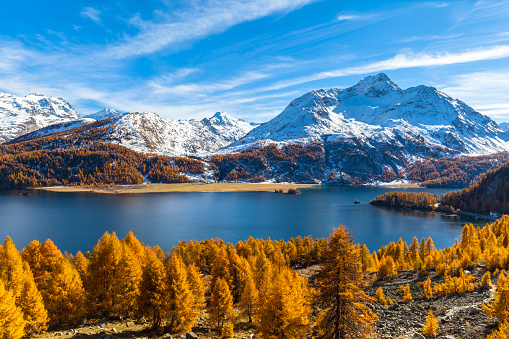 Panorama view of Sils lake and the swiss alps in Upper Engadine with golden trees  in autumn, Canton of Grisons, Switzerland.