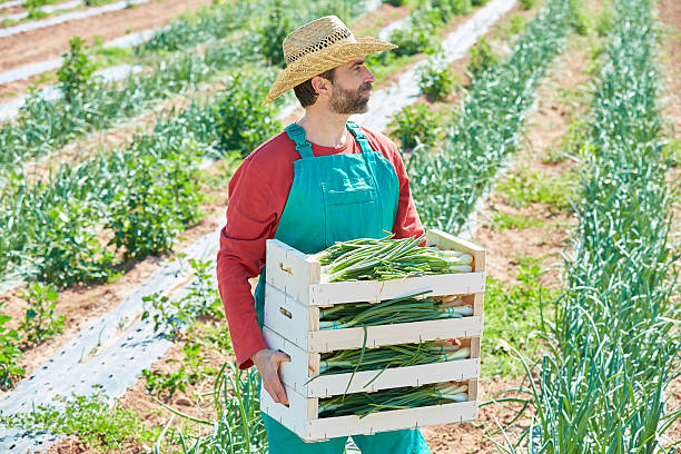 istock Farmer man harvesting onions in Mediterranean 497788896
