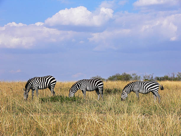 istock three wild zebras grazing in line in Masai Mara grassland 497790014