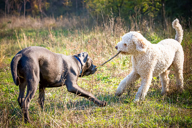 Two dogs game Two dogs are playing with a stick lagotto romagnolo stock pictures, royalty-free photos & images