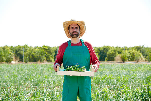 istock Farmer man harvesting onions in orchard field 497791084