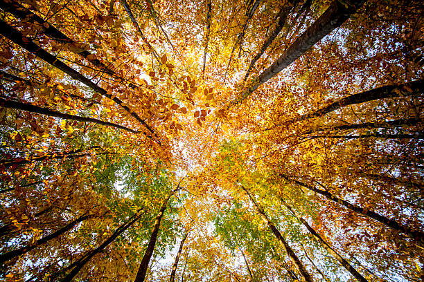 istock Vibrant Autumn Colors 497791436