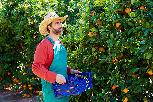 istock Farmer man harvesting oranges in an orange tree 497792278
