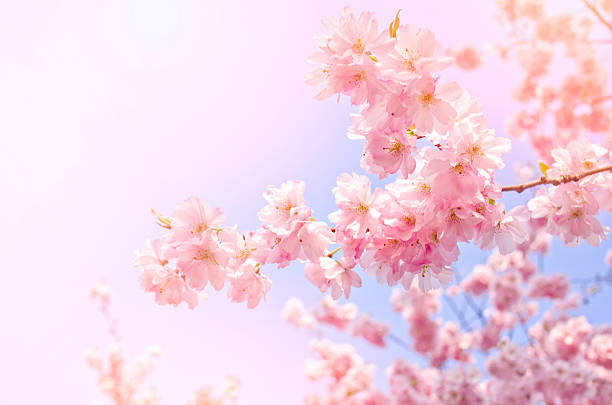 istock Pink flowers, blossom tree on bright, blue sky. 497792340