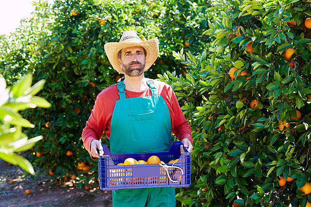 istock Farmer man harvesting oranges in an orange tree 497792432