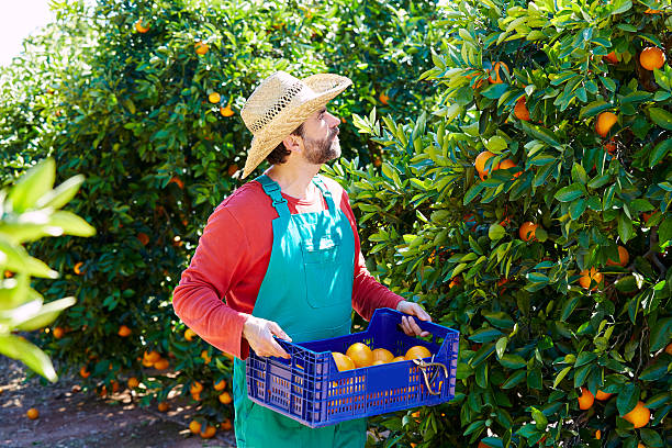 istock Farmer man harvesting oranges in an orange tree 497792658