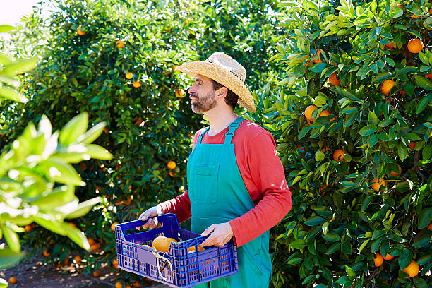 istock Farmer man harvesting oranges in an orange tree 497792828