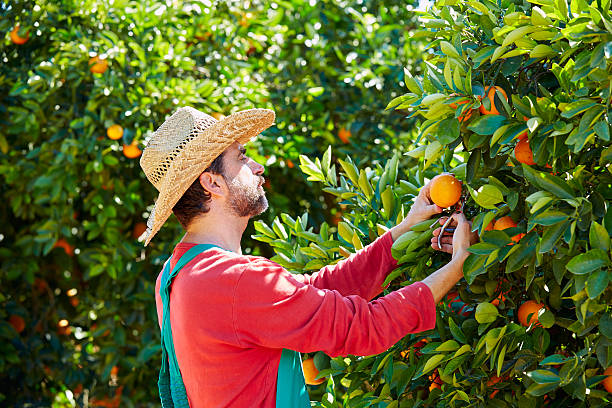 istock Farmer man harvesting oranges in an orange tree 497792940
