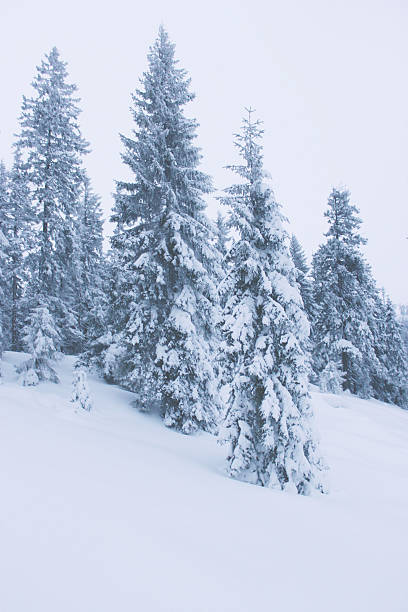 istock Snow covered fir trees in the mountains, winter forest 497793094