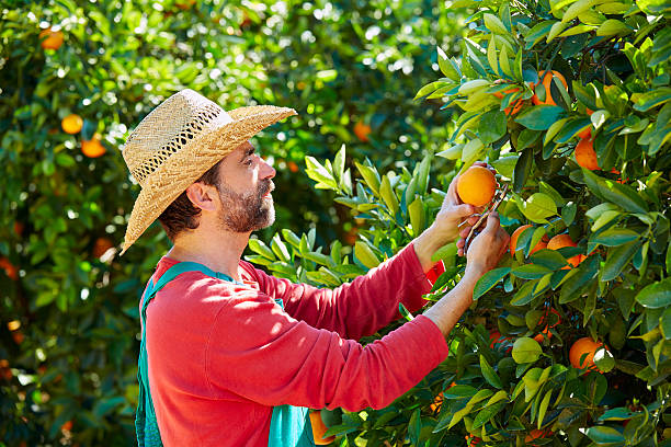 istock Farmer man harvesting oranges in an orange tree 497793356
