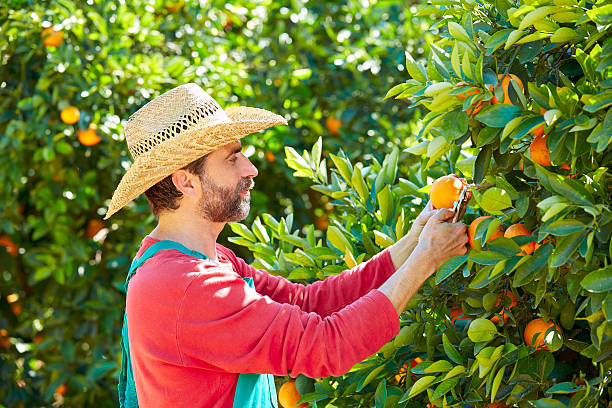 istock Farmer man harvesting oranges in an orange tree 497793500