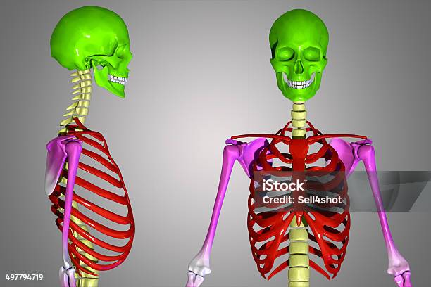 Teschio - Fotografie stock e altre immagini di Anca - Anca, Arto - Parte del corpo, Arto umano