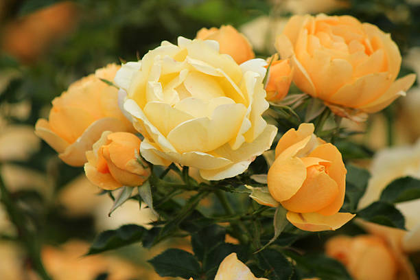 istock Rosa Anny Duperey Meitongas - Rose 497794759