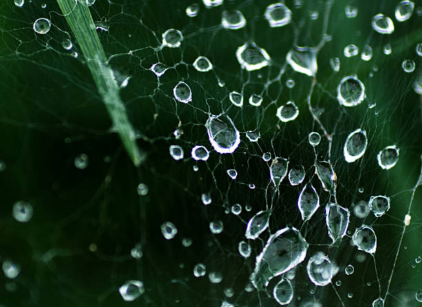 water drop on cobweb stock photo