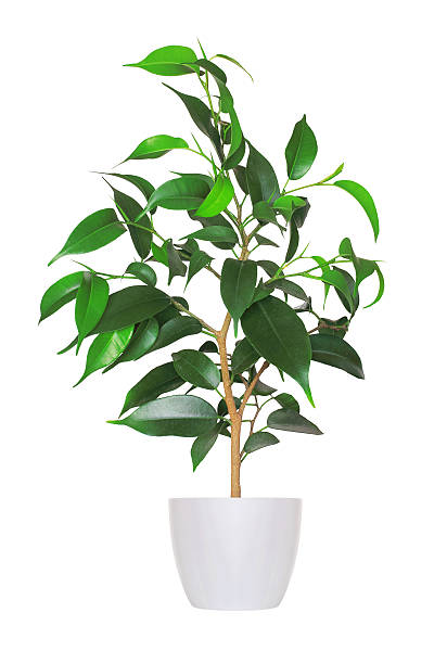 Houseplant - yang sprout of ficus a potted plant isolated young sprout of ficus a potted plant isolated over white fig tree photos stock pictures, royalty-free photos & images