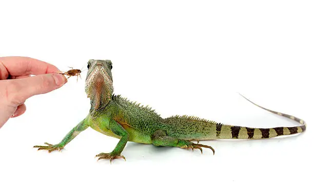 Chinese water dragon eating in front of white background