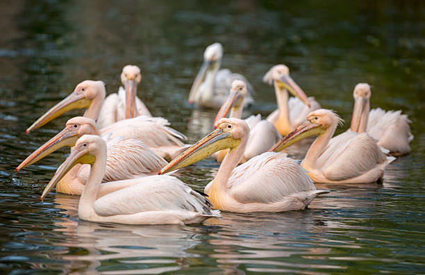 istock flock of pelicans 497795859