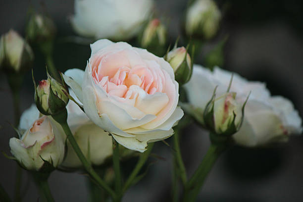 istock Rosa Ice Meillandecor - Rose 497795903