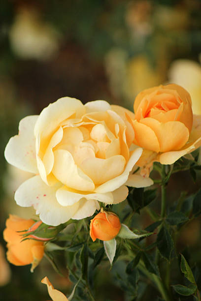 istock Rosa Anny Duperey Meitongas - Rose 497795993