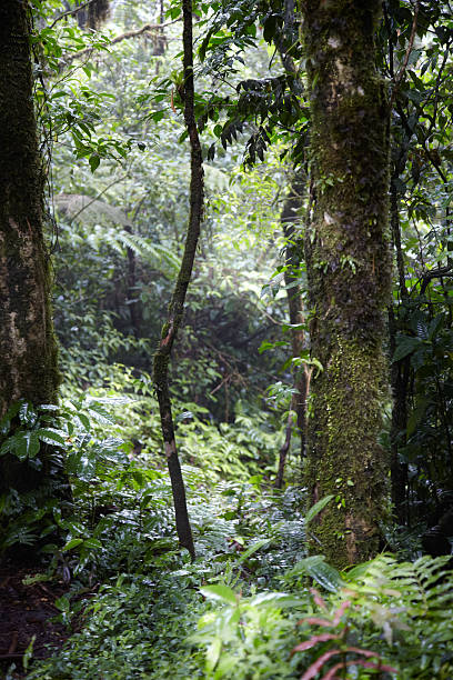 istock Trees in a forest, Costa Rica 497797063