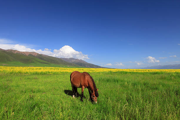 istock Horse in the meadow 497797269