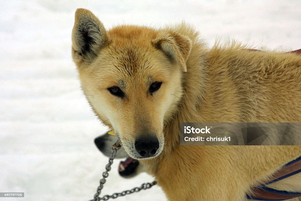Husky aguardando Norris em Juneau e geleira - Foto de stock de Alasca - Estado dos EUA royalty-free
