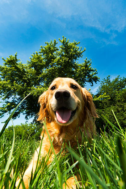 istock Golden Retriever in Tall Grass 497797827