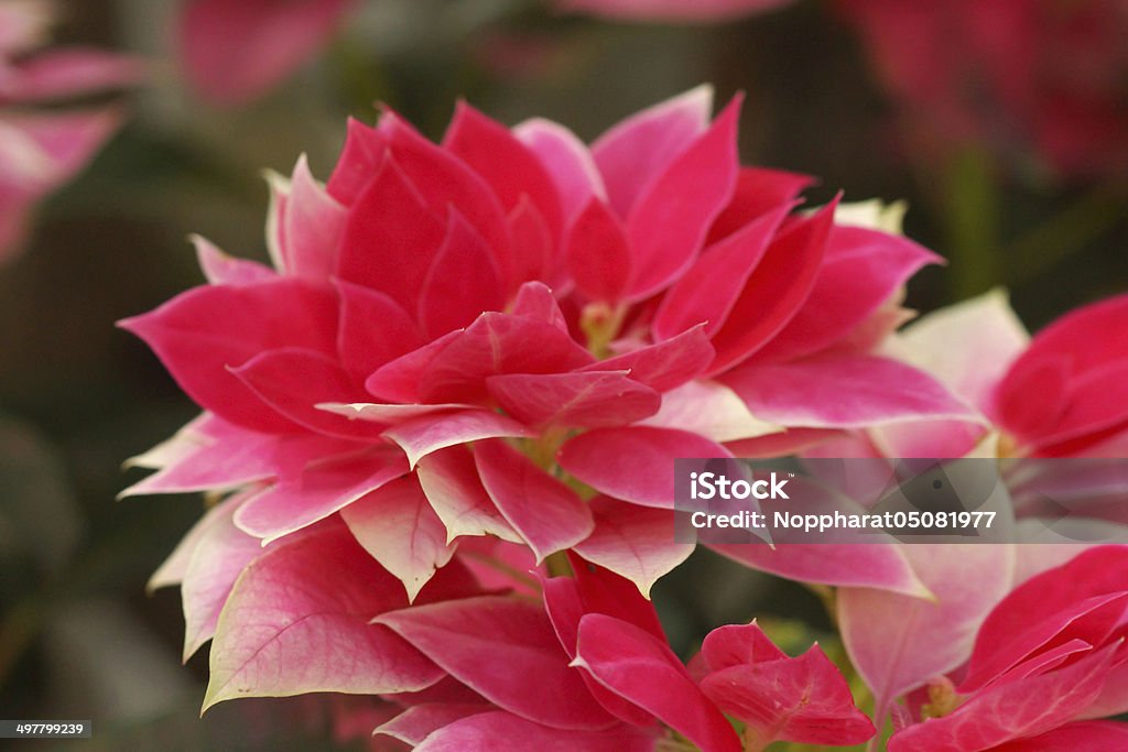 Roter Weihnachtsstern (Weihnachten Blumen) - Lizenzfrei Blatt - Pflanzenbestandteile Stock-Foto