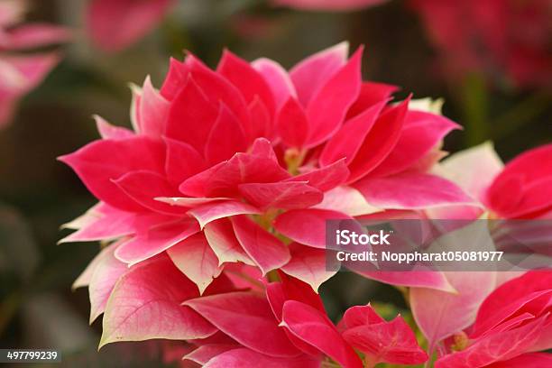 Roter Weihnachtsstern Stockfoto und mehr Bilder von Blatt - Pflanzenbestandteile - Blatt - Pflanzenbestandteile, Blüte, Dekoration