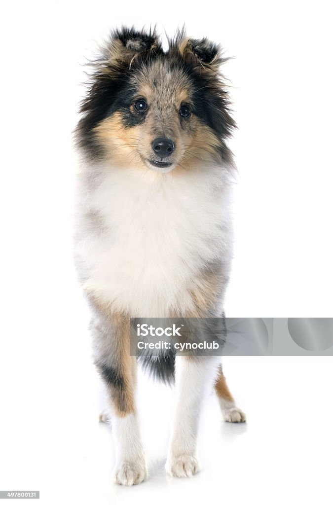 shetland puppy portrait of a purebred shetland puppy in front of white background Animal Stock Photo