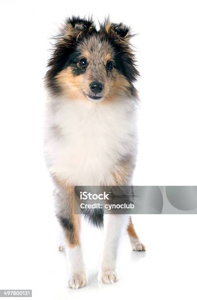 Shetland Puppy Stock Photo - Download Image Now - Animal, Black Color, Collie