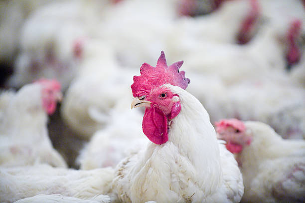 istock Rooster on the farm 497800479