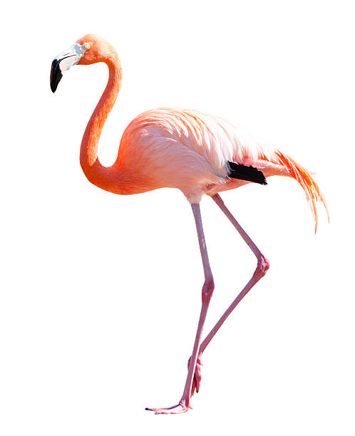 istock Full Length of Flamingo over white 497800573