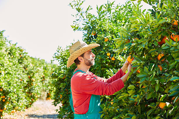 istock Farmer man harvesting oranges in an orange tree 497800876