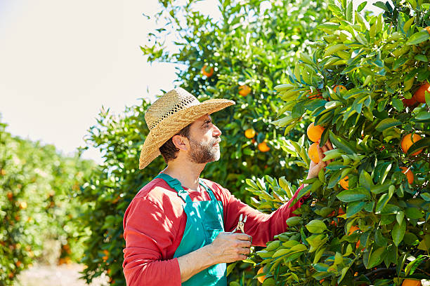 istock Farmer man harvesting oranges in an orange tree 497800950