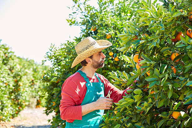 istock Farmer man harvesting oranges in an orange tree 497800998