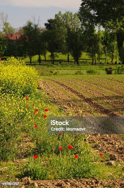 Crop Fielf In Spring Stock Photo - Download Image Now - Agricultural Field, Agriculture, Backgrounds