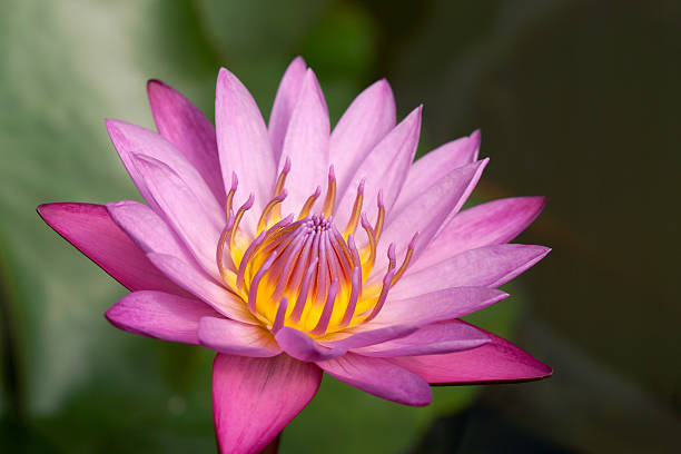 istock Waterlily in Botanical gardens 497801393