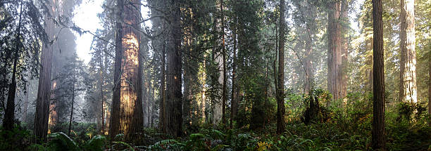 sekwoje panorama - tree growth sequoia rainforest zdjęcia i obrazy z banku zdjęć