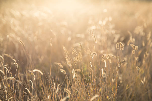 istock Foxtails grass in the morning sun 497802644