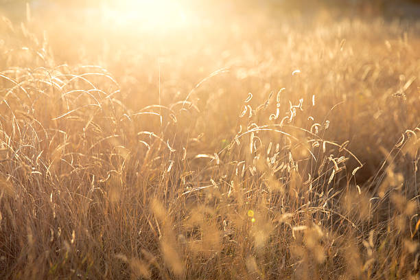 istock Foxtails grass in the morning sun 497802670