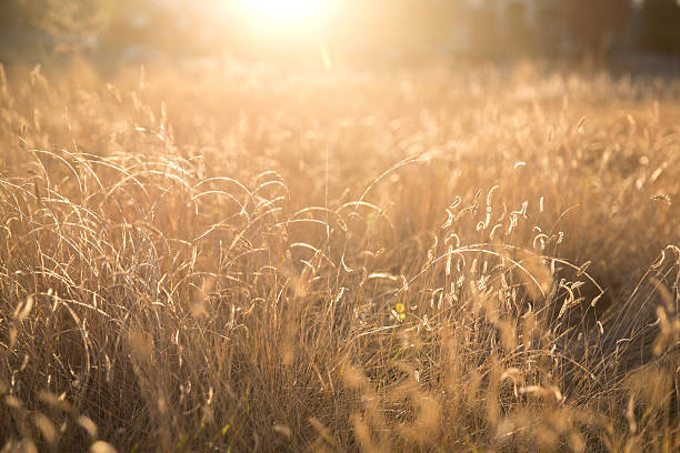 istock Foxtails grass in the morning sun 497802714