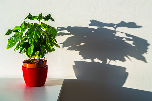 Small Coffee Plant in a Pot stock photo