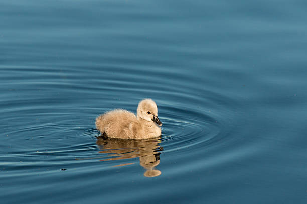 istock isolated cygnet swimming on lake 497803708