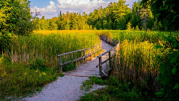 istock Beautiful Day For A Walk In The Sun 497806102